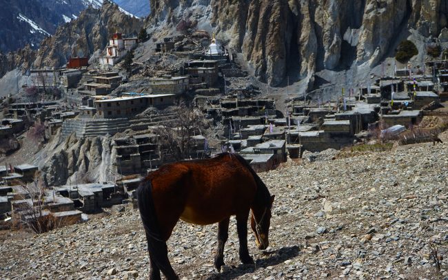 Horse grazes in Braka village